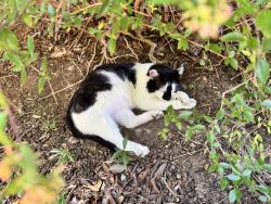 Lost Male Cat last seen Near ambulatory care center at UNC Chapel Hill, Chapel Hill, NC 27514