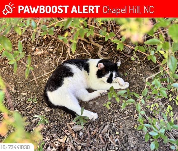 Lost Male Cat last seen Near ambulatory care center at UNC Chapel Hill, Chapel Hill, NC 27514