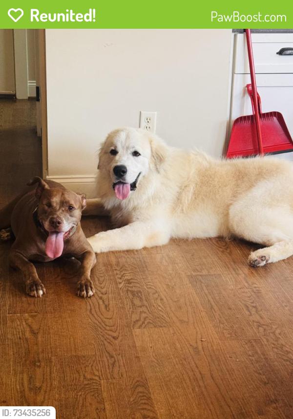 Reunited Male Dog last seen Dollar general, Hayden, AL 35079