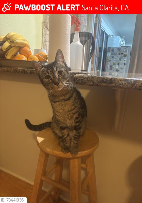 Lost Female Cat last seen On Santa Clarita rd between Pamplico Dr and Los Rogues dr, Santa Clarita, CA 91350