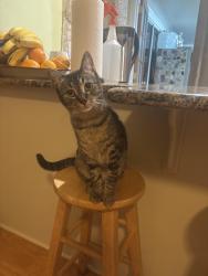 Lost Female Cat last seen On Santa Clarita rd between Pamplico Dr and Los Rogues dr, Santa Clarita, CA 91350
