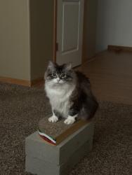 Lost Female Cat last seen Cinema, Omaha, NE 68116