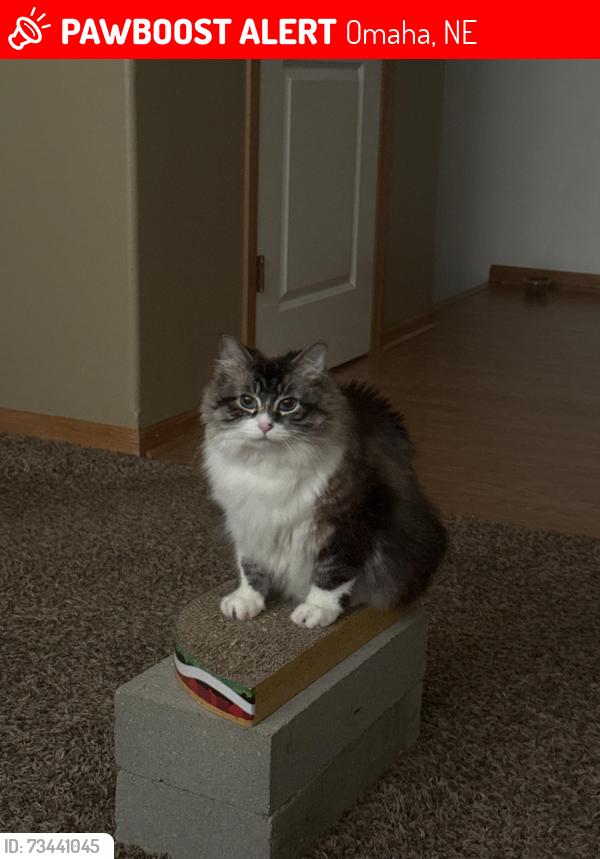 Lost Female Cat last seen Cinema, Omaha, NE 68116