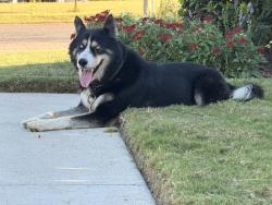Found/Stray Unknown Dog last seen Belclaire Subdivision Country Club & Dublin, Cleburne, TX 76033