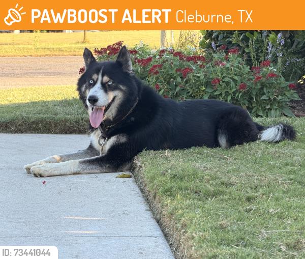 Found/Stray Unknown Dog last seen Belclaire Subdivision Country Club & Dublin, Cleburne, TX 76033
