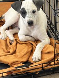 Found/Stray Male Dog last seen Near w Detroit blvd Pensacola Florida 32534, Pensacola, FL 32534