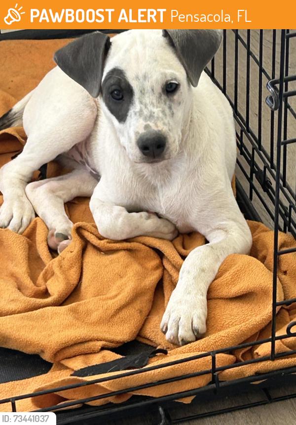 Found/Stray Male Dog last seen Near w Detroit blvd Pensacola Florida 32534, Pensacola, FL 32534