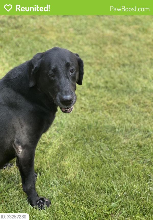 Reunited Female Dog last seen Drexel and west Alabama, Houston, TX 77027