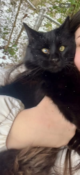 Lost Male Cat last seen Patch trail road Ellijay ga 30540, Gilmer County, GA 30540