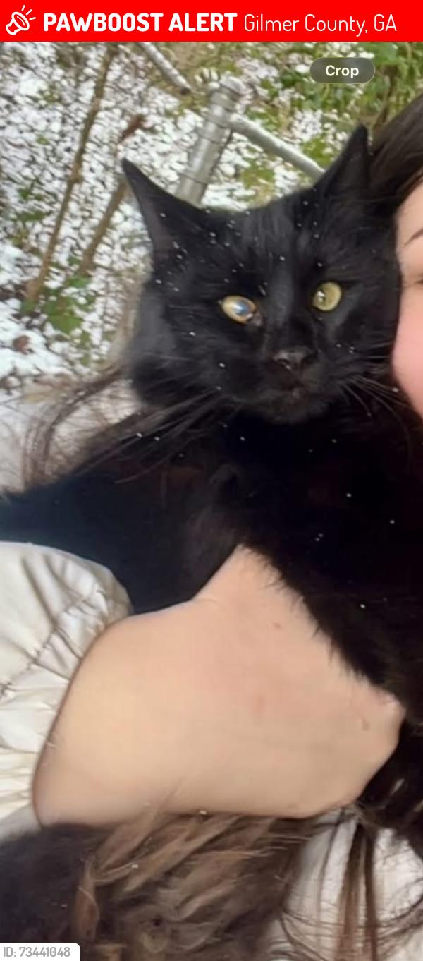 Lost Male Cat last seen Patch trail road Ellijay ga 30540, Gilmer County, GA 30540