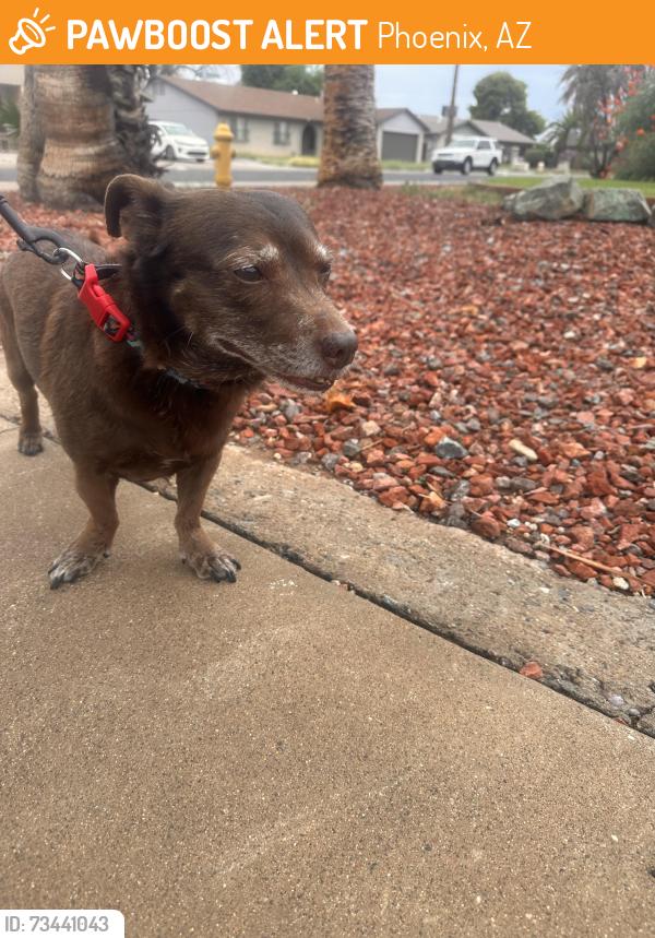 Found/Stray Male Dog last seen 50th drive and Columbine, Phoenix, AZ 85304
