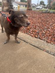 Found/Stray Male Dog last seen 50th drive and Columbine, Phoenix, AZ 85304