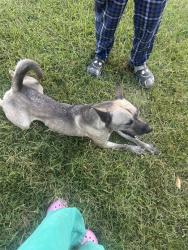 Found/Stray Male Dog last seen matherly street, Hixson, TN 37343