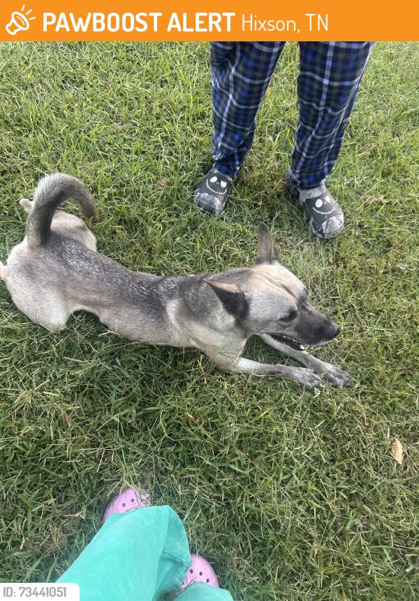 Found/Stray Male Dog last seen matherly street, Hixson, TN 37343