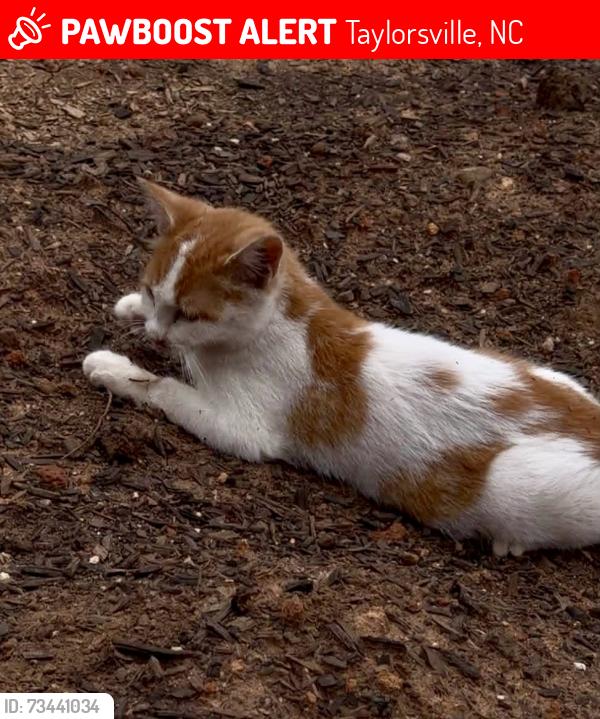 Lost Male Cat last seen Hey 90 E and Midway Park Ln, Taylorsville, NC 28681