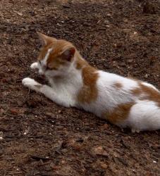 Lost Male Cat last seen Hey 90 E and Midway Park Ln, Taylorsville, NC 28681
