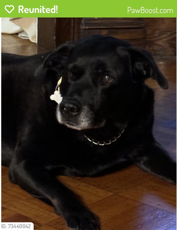 Reunited Female Dog last seen Lake St and Montclaire Ave, Newark,NJ Forrest Hills, North Ward, Newark, NJ 07104