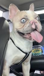 Lost Male Dog last seen S Michigan, Chicago, IL 60628