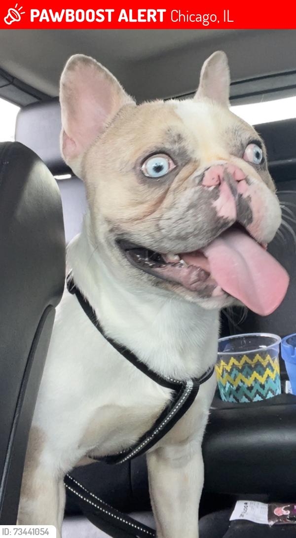 Lost Male Dog last seen S Michigan, Chicago, IL 60628