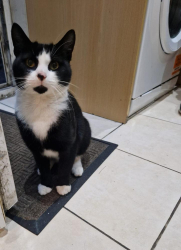 Found/Stray Male Cat last seen Acocks green train station, West Midlands, England B27 6ES