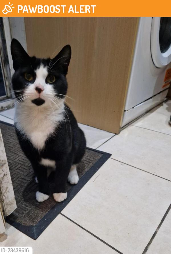 Found/Stray Male Cat last seen Acocks green train station, West Midlands, England B27 6ES
