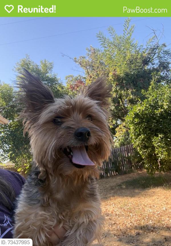Reunited Male Dog last seen Grande ave, Sacramento, CA 95838