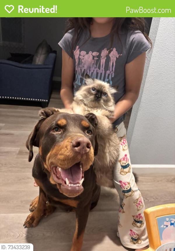 Reunited Female Dog last seen Pine st, Ceres, CA 95307