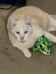 Lost Male Cat last seen Elmont or Sheridan, Palm Bay, FL 32907