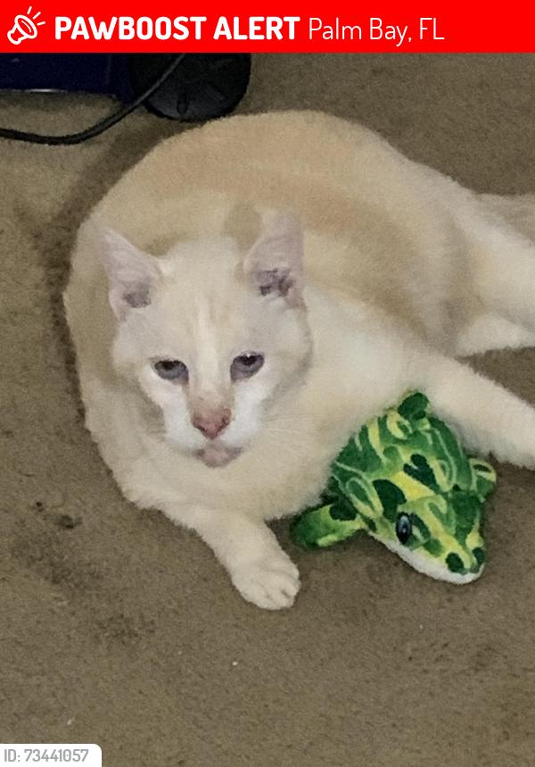 Lost Male Cat last seen Elmont or Sheridan, Palm Bay, FL 32907