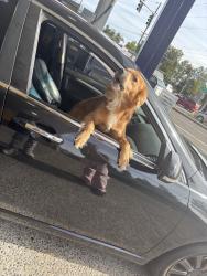 Lost Male Dog last seen Last seen between se 79th ave and se glencoe, Milwaukie, OR 97222