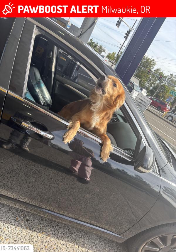 Lost Male Dog last seen Last seen between se 79th ave and se glencoe, Milwaukie, OR 97222