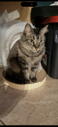 Reunited Female Cat last seen Bess ave, Baldwin Park, CA 91706