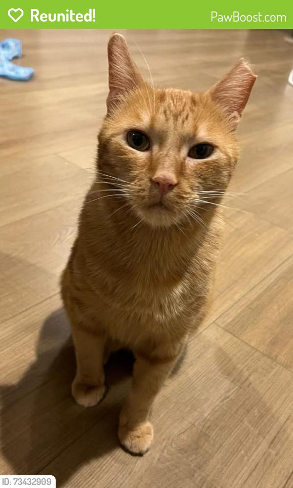 Reunited Male Cat last seen Mackel Terrace, Walnut, CA 91789