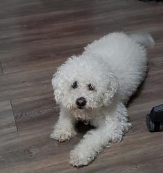 Reunited Male Dog last seen Roseland Dr, Baytown, TX 77520