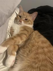 Lost Male Cat last seen Yearling rd, Whitehall, OH 43213