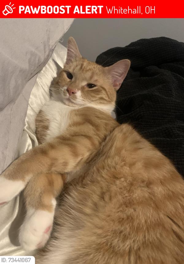 Lost Male Cat last seen Yearling rd, Whitehall, OH 43213