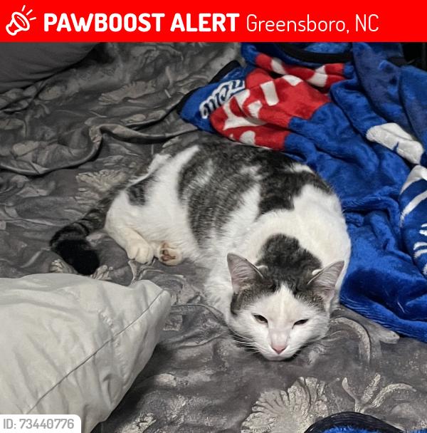 Lost Male Cat last seen Minorwood rd Greensboro, Greensboro, NC 27405