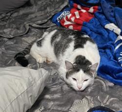 Lost Male Cat last seen Minorwood rd Greensboro, Greensboro, NC 27405