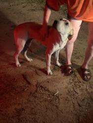 Found/Stray Male Dog last seen Dawes and Wilson, Kimberline, AL 36695