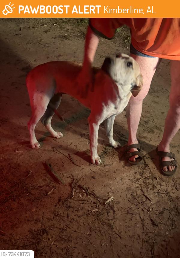Found/Stray Male Dog last seen Dawes and Wilson, Kimberline, AL 36695