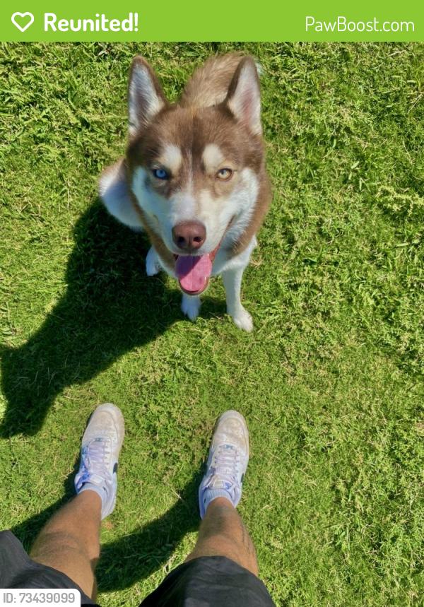 Reunited Male Dog last seen N 63rd ave and W cactus road, Glendale, AZ 85304