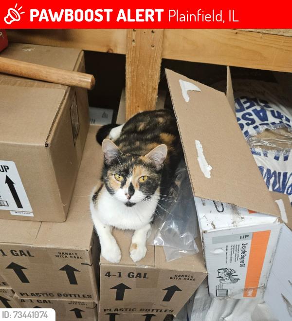 Lost Female Cat last seen In between Drauden and County Line, Plainfield, IL 60544