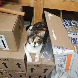Lost Female Cat last seen In between Drauden and County Line, Plainfield, IL 60544