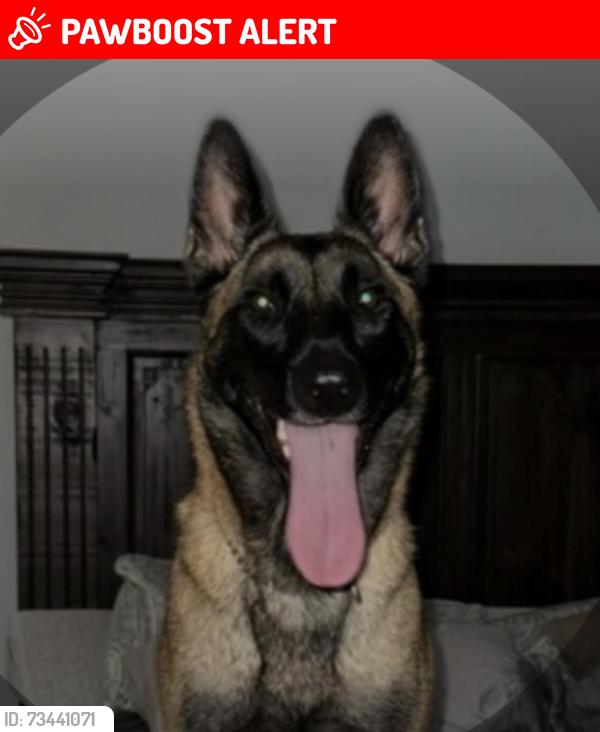 Lost Female Dog last seen Animal shelter, Lowndes County, GA 31698