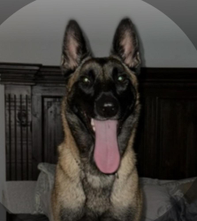 Lost Female Dog last seen Animal shelter, Lowndes County, GA 31698
