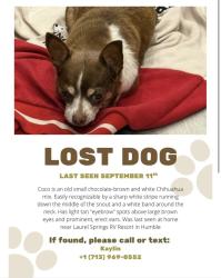 Lost Female Dog last seen Hamblen, Houston, TX 77339