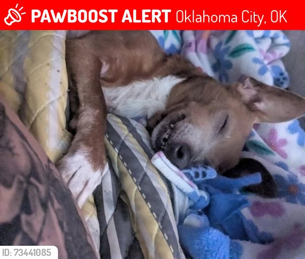 Lost Female Dog last seen SW 13th and Daughtry/ penn/ exchange, Oklahoma City, OK 73108