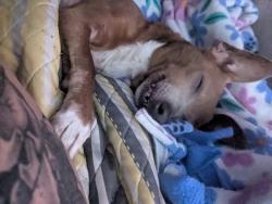 Lost Female Dog last seen SW 13th and Daughtry/ penn/ exchange, Oklahoma City, OK 73108