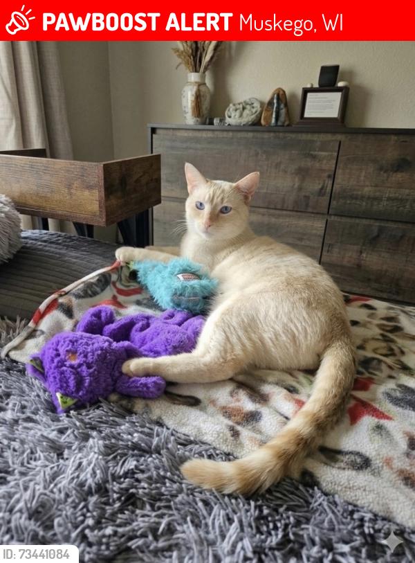 Lost Male Cat last seen N/A, Muskego, WI 53150