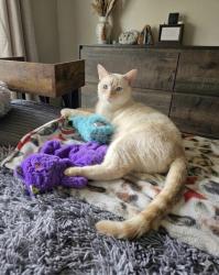Lost Male Cat last seen N/A, Muskego, WI 53150